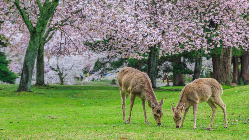 Japon